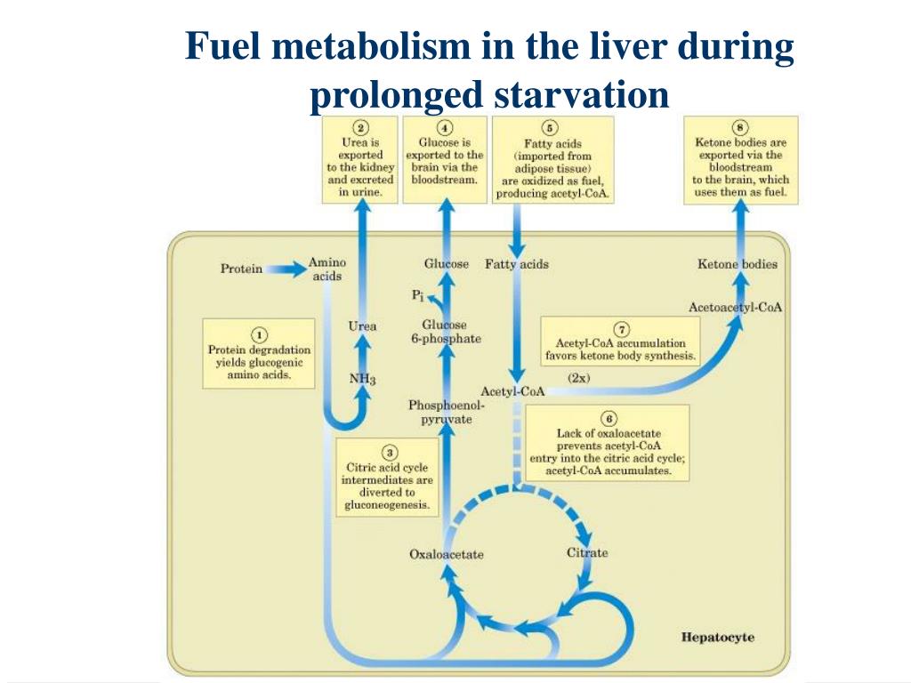 PPT The Integration of Metabolism PowerPoint Presentation, free