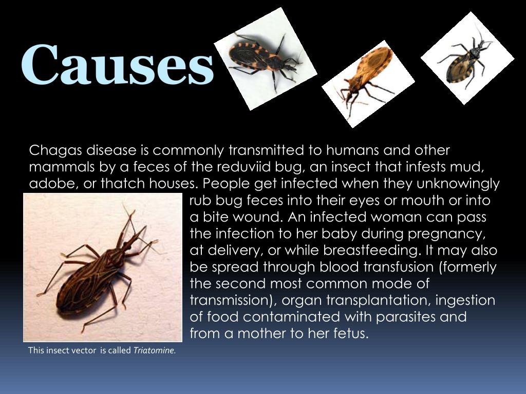 PPT Chagas Disease PowerPoint Presentation, free download ID1885051