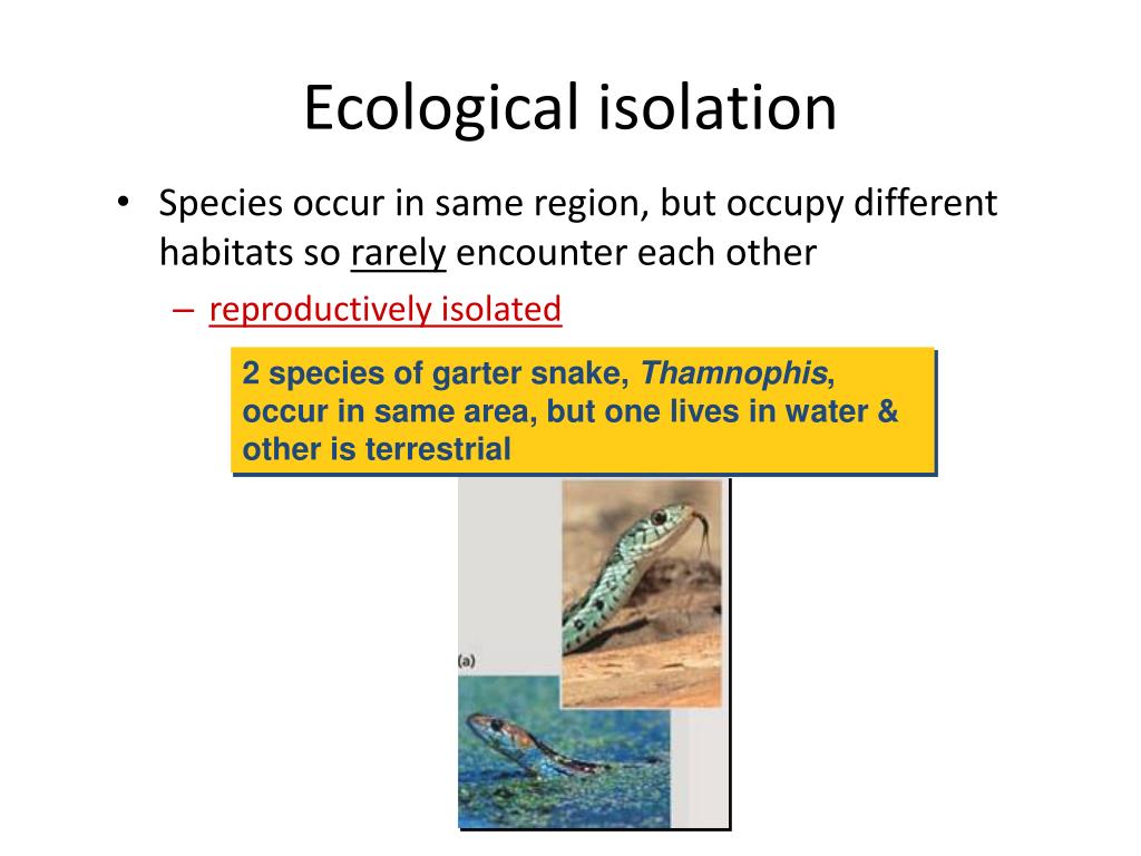 PPT Do you think Speciation can only be observed over millions of