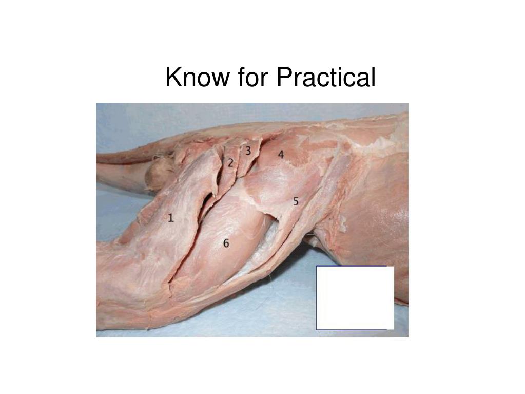 PPT Cat Muscles PowerPoint Presentation, free download ID1886686