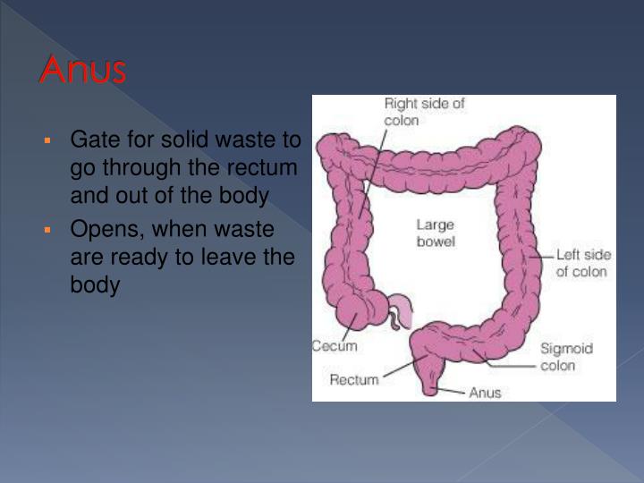PPT Digestive System PowerPoint Presentation ID1890197