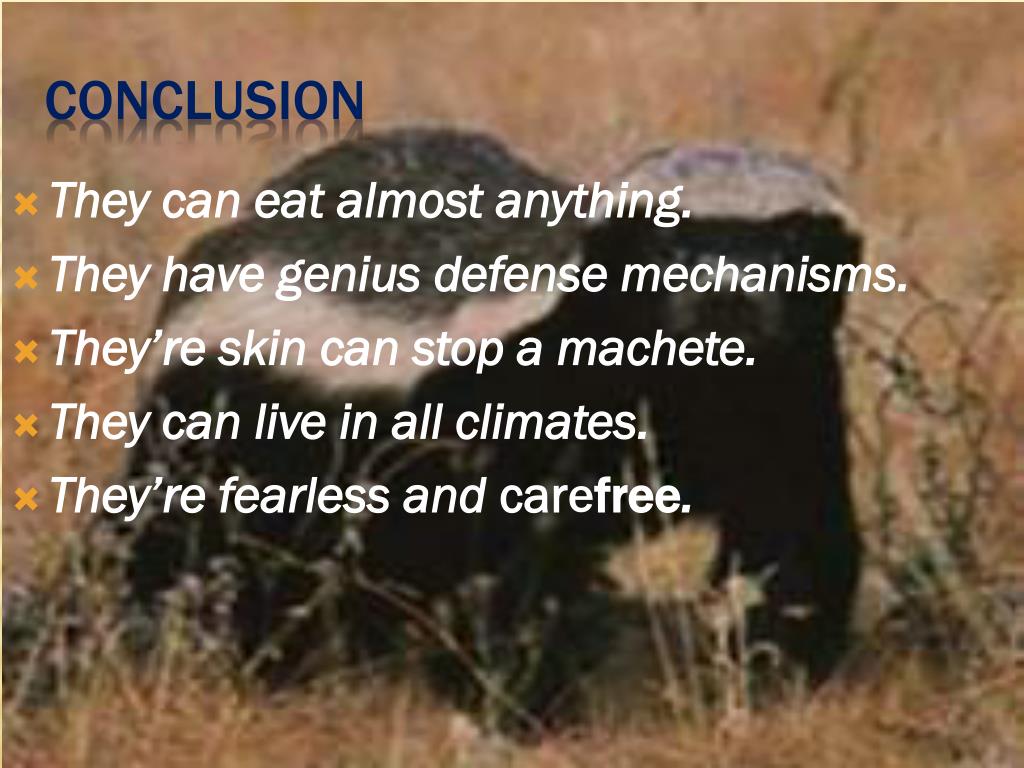 PPT The honey badger a.k.a. ratel PowerPoint