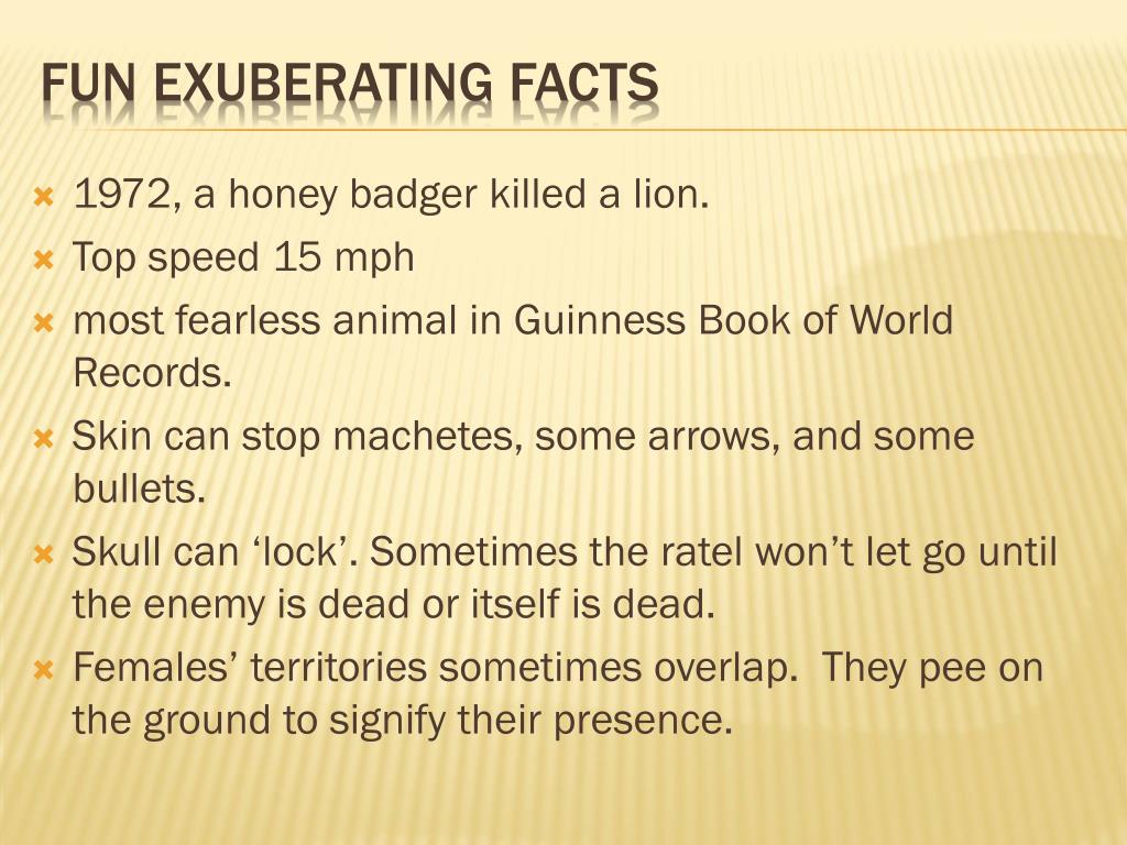 PPT The honey badger a.k.a. ratel PowerPoint