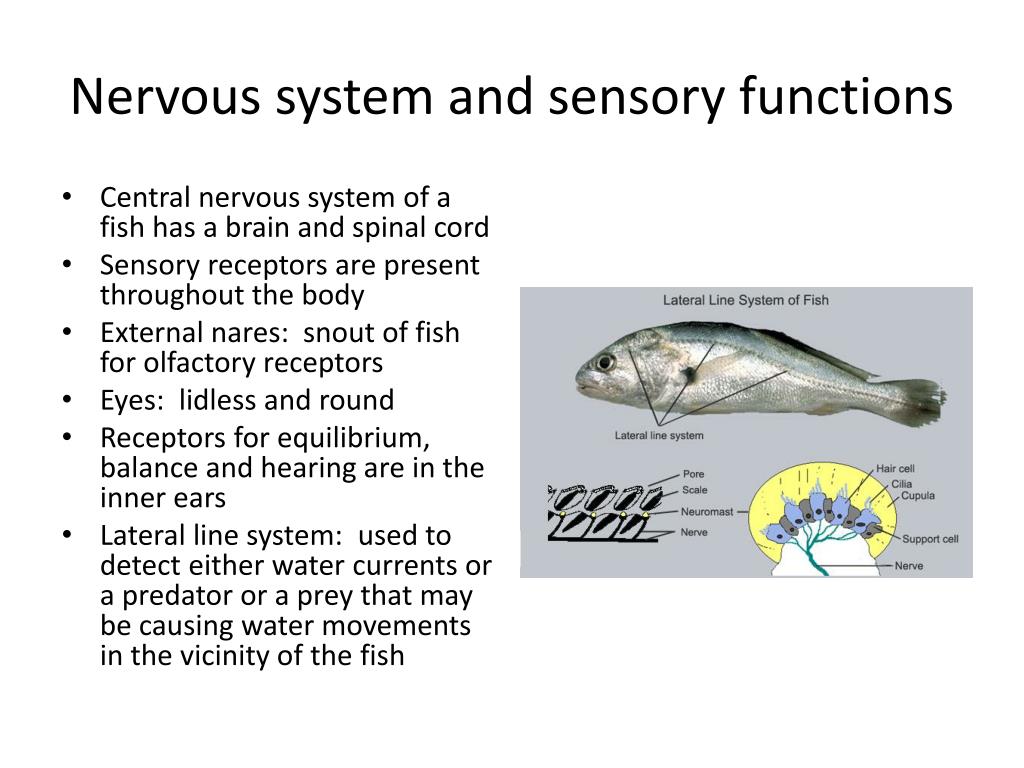 PPT - Locomotion of fish PowerPoint Presentation, free download - ID