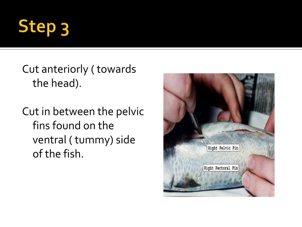 PPT Fish Dissection PowerPoint Presentation, free download ID1893533