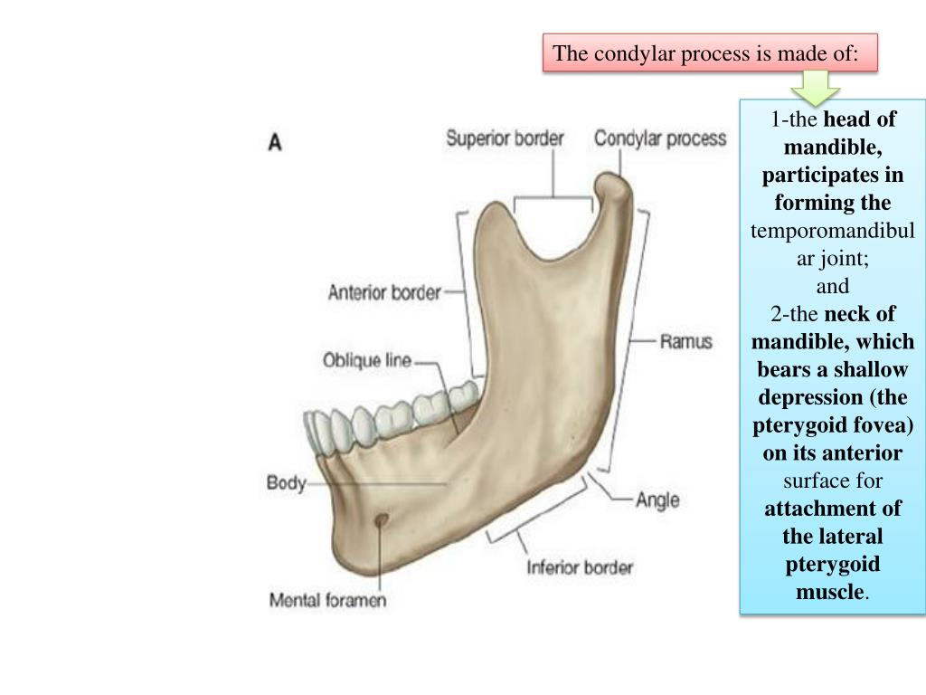 PPT The ramus of mandible is quadrangular in shape and has medial and