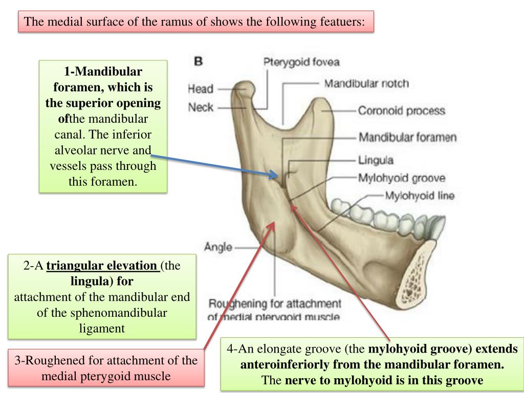 PPT The ramus of mandible is quadrangular in shape and has medial and