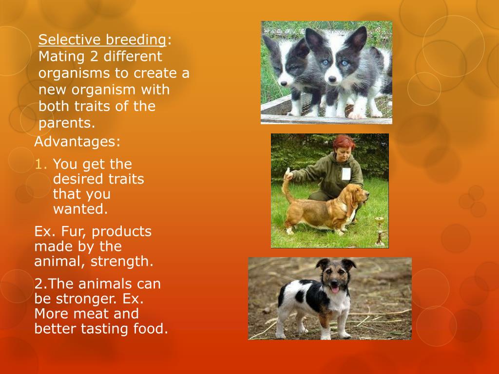 incredible-why-selective-breeding-is-bad-ideas-eq2daily