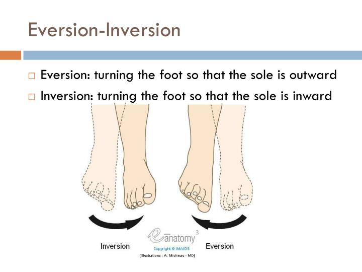 PPT Pelvic GirdleLower Limbs p. 158161 PowerPoint Presentation ID1898161