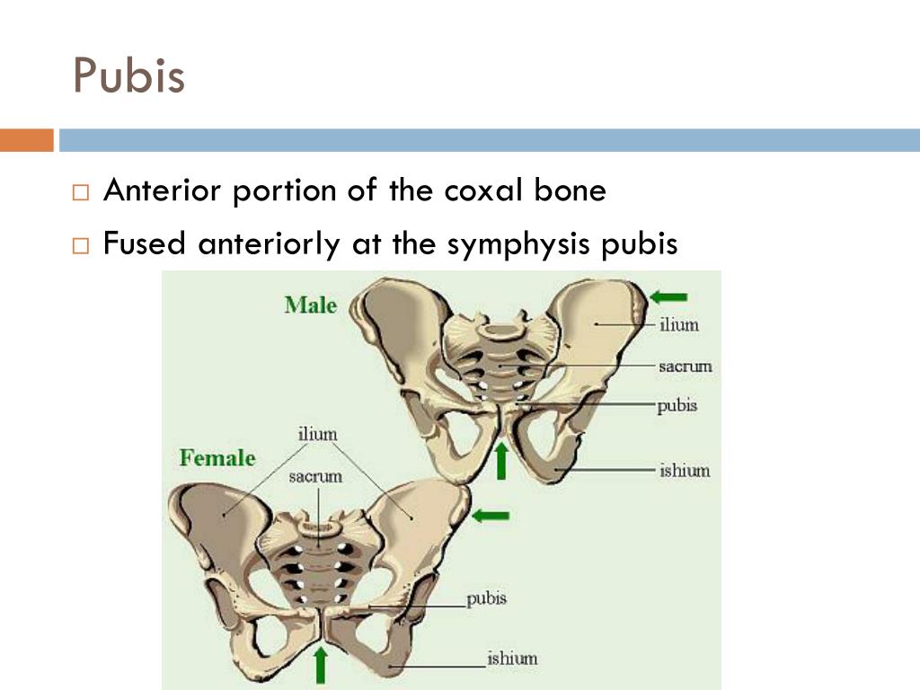 PPT Pelvic GirdleLower Limbs p. 158161 PowerPoint Presentation