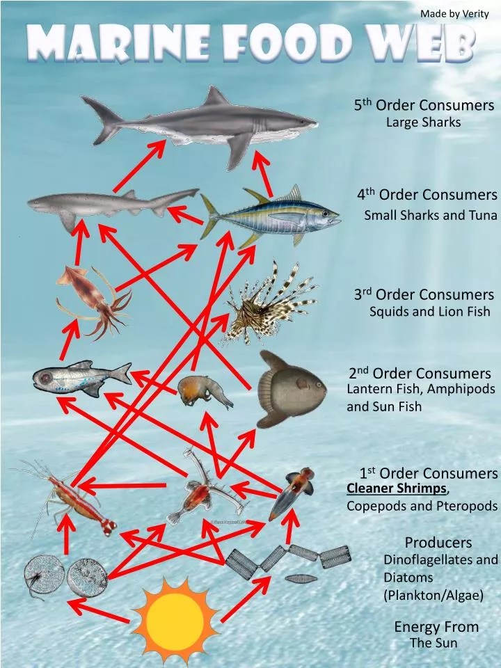 PPT - Marine Food Web PowerPoint Presentation, free download - ID:1898484