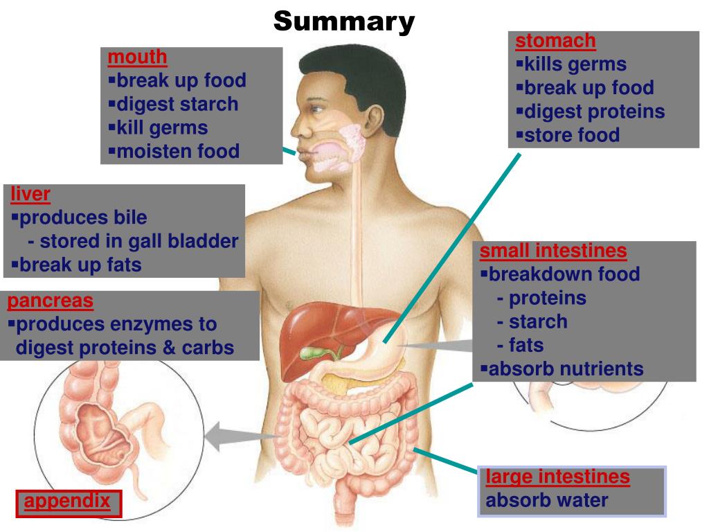 PPT Digestive system PowerPoint Presentation, free download ID1898501