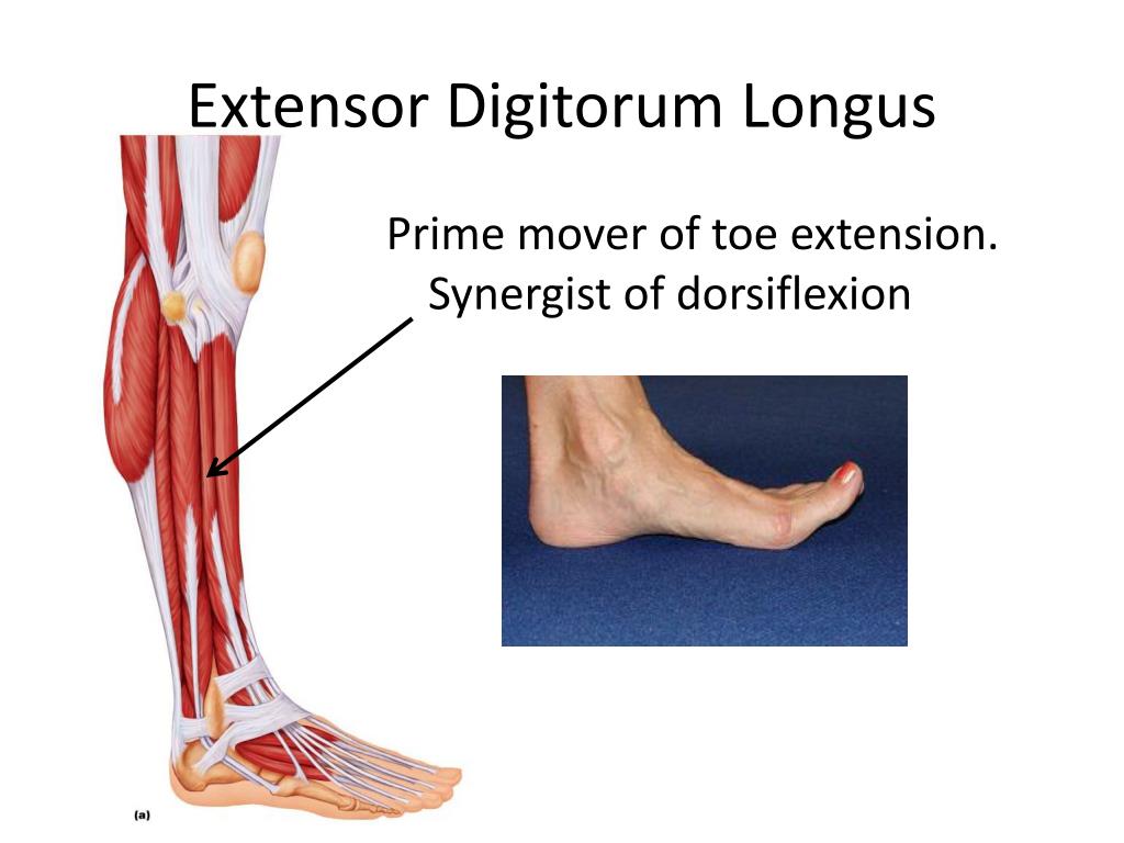 PPT Muscles of the Human Body! PowerPoint Presentation, free download ID1898717