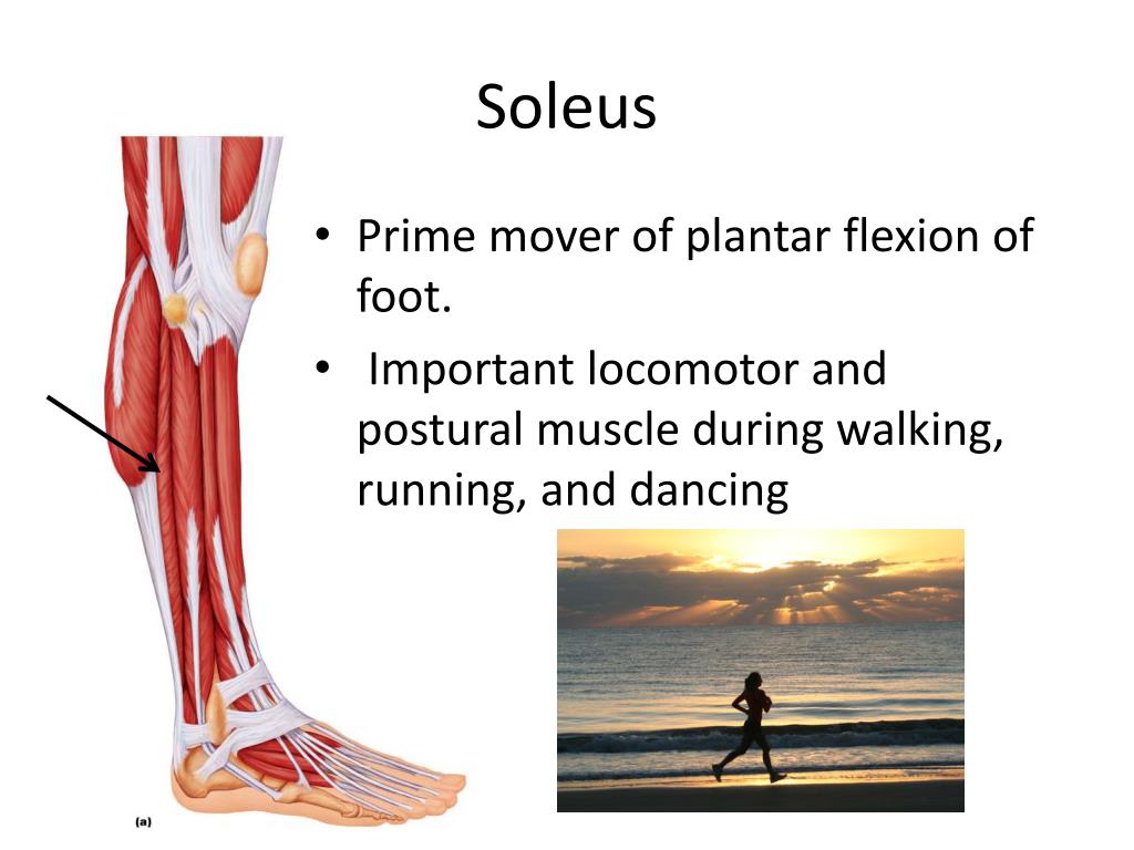 PPT Muscles of the Human Body! PowerPoint Presentation, free download ID1898717