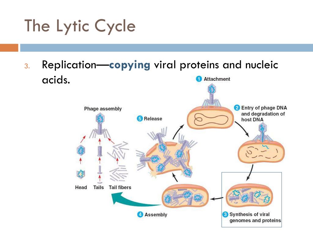 PPT Viral Life Cycles & Replication PowerPoint Presentation, free