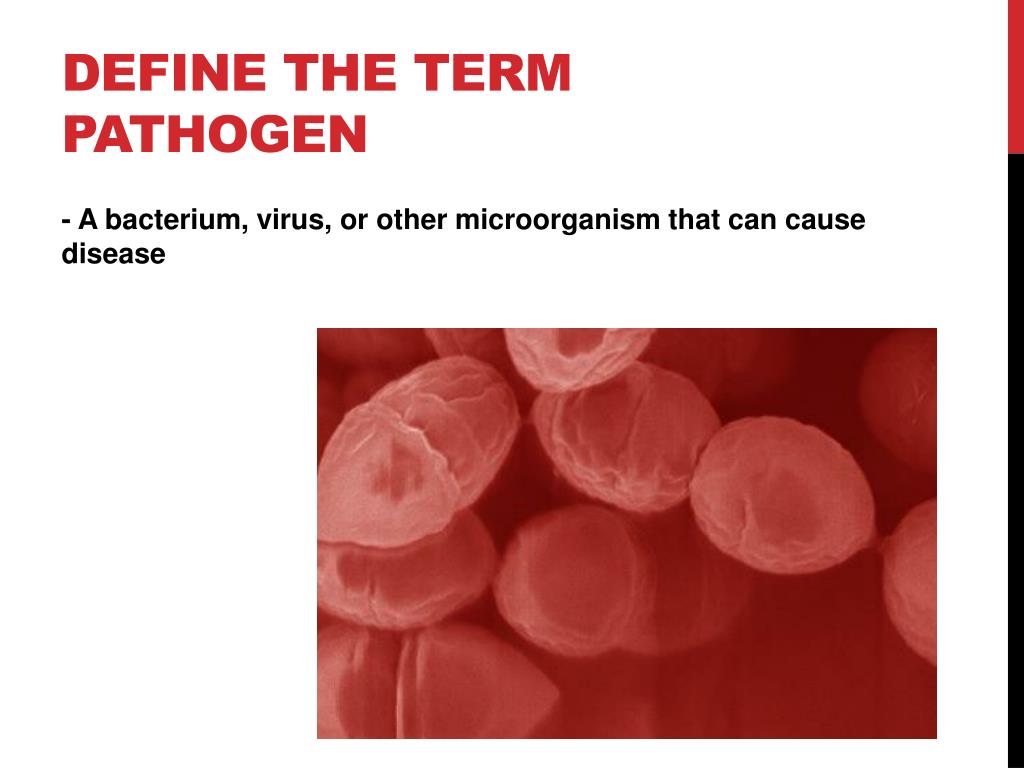 PPT The Immune System PowerPoint Presentation, free download ID1899949