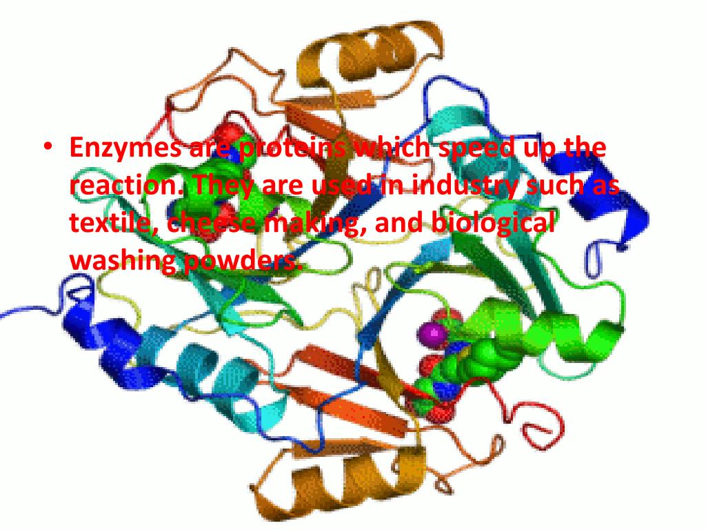 PPT Enzymes in Biological Washing Powder PowerPoint Presentation