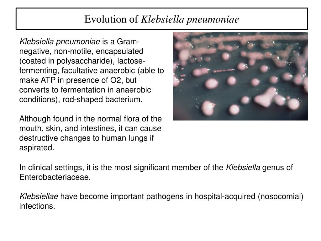 Klebsiella Pneumoniae Gram Stain