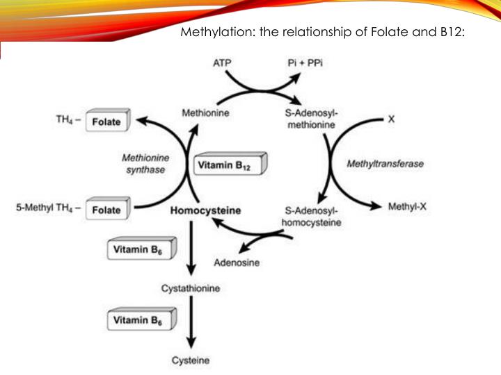 PPT Biochemical Aspects of Vitamin B12 Deficiency PowerPoint