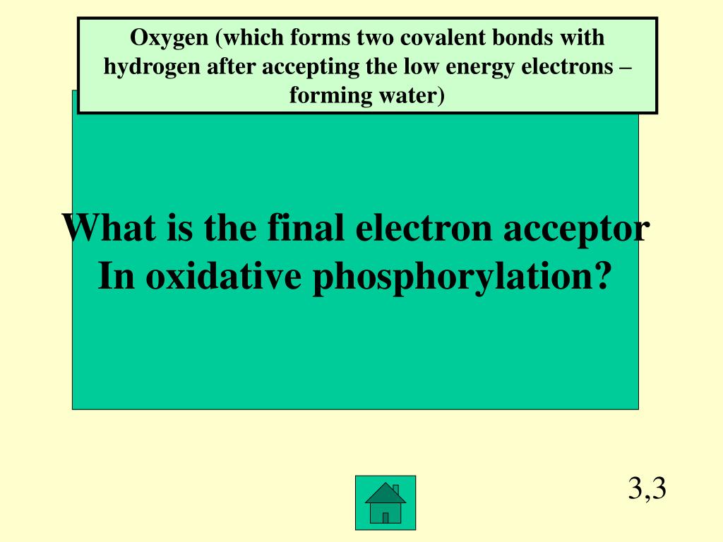 PPT Cell Respiration Initial question do plants undergo cellular