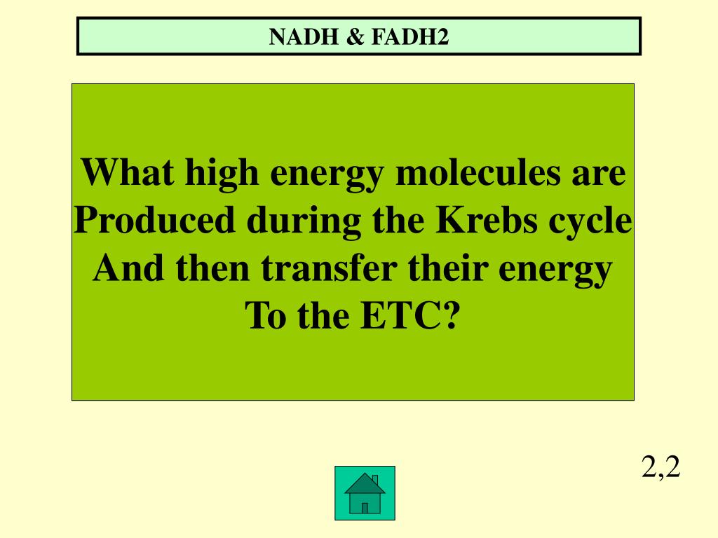 PPT Cell Respiration Initial question do plants undergo cellular