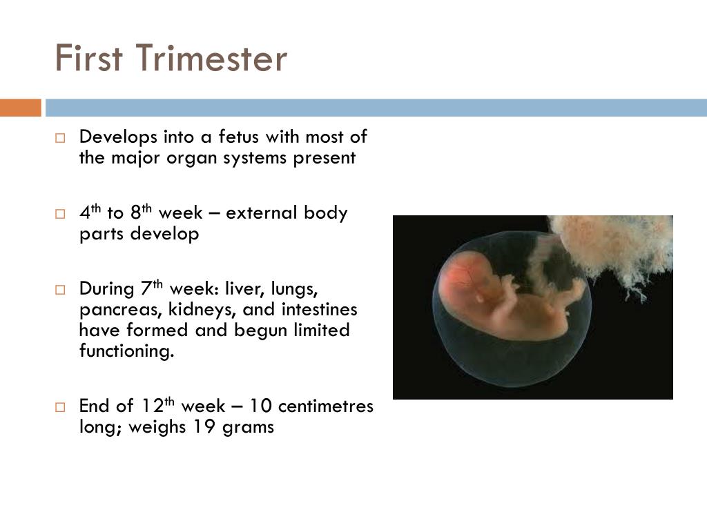 PPT Pregnancy and Development PowerPoint Presentation, free download