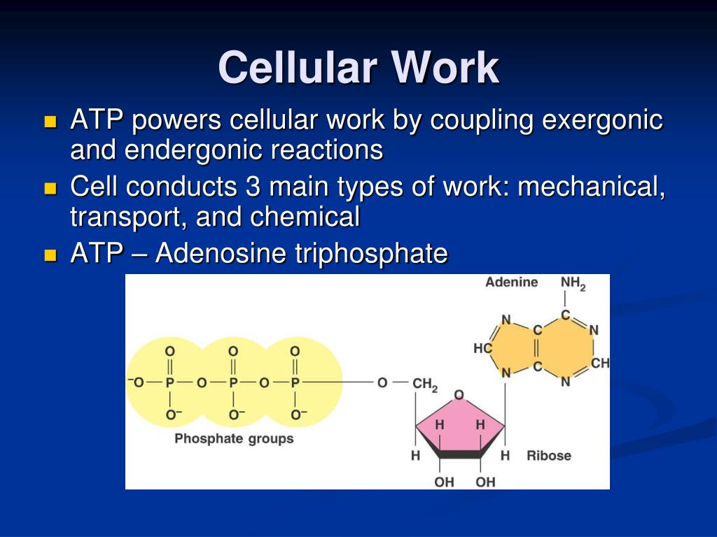 PPT Chapter 8 Introduction to Metabolism PowerPoint Presentation