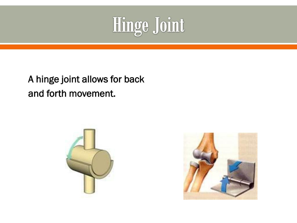 PPT The Human Body Systems PowerPoint Presentation, free download ID1911301