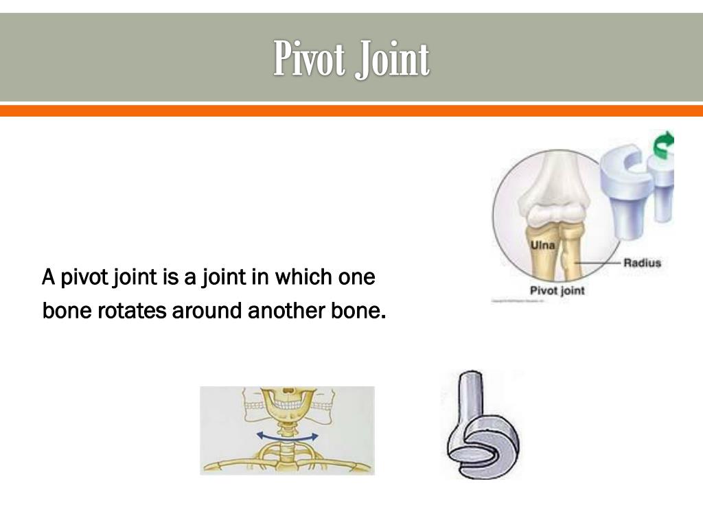 PPT The Human Body Systems PowerPoint Presentation, free download