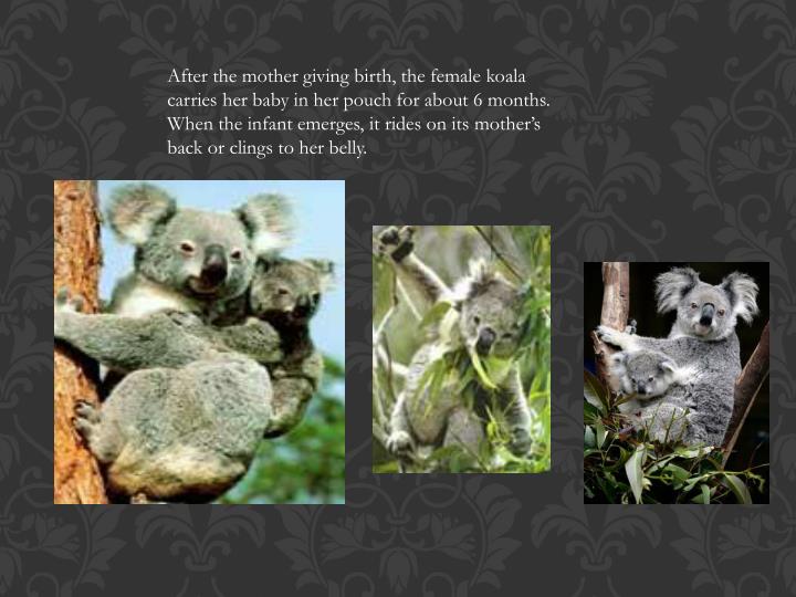 PPT Adaptations of a Koala PowerPoint Presentation ID1913741