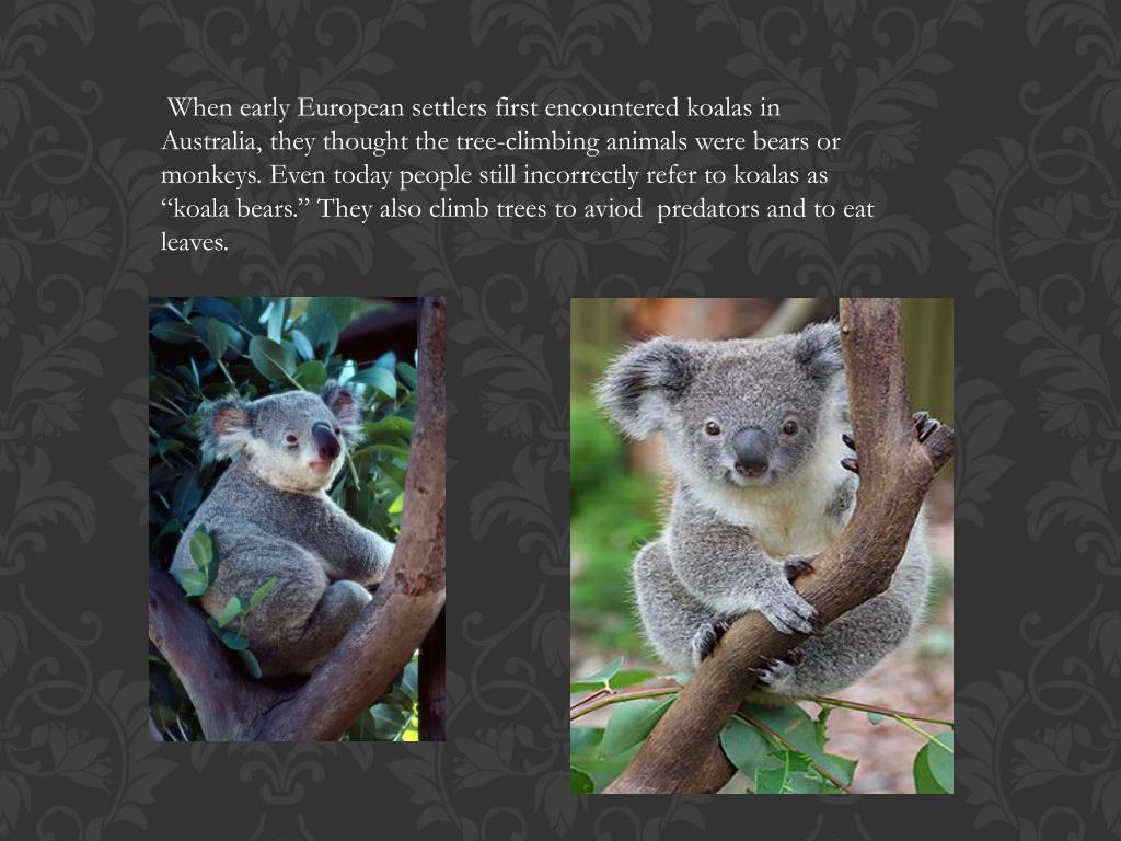 PPT Adaptations of a Koala PowerPoint Presentation, free download
