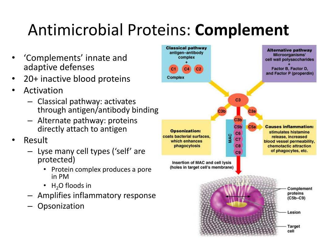 PPT Immune System PowerPoint Presentation, free download ID1913893