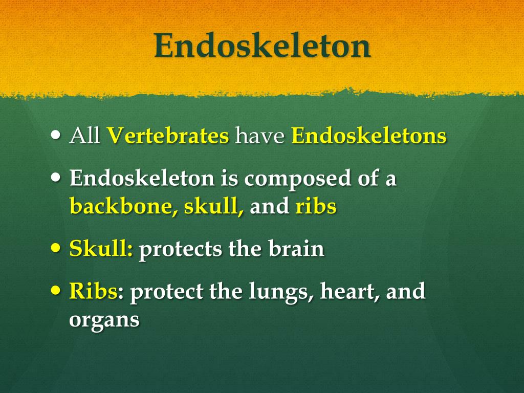 PPT Vertebrates Chordate Phylum and Classes PowerPoint Presentation
