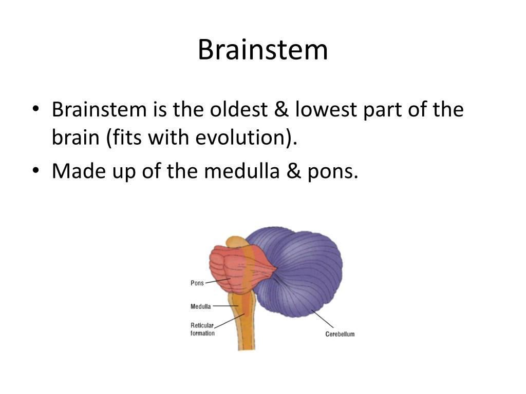 PPT AP Psychology The Brain ! EQ How do different brain areas