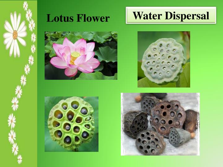 PPT Learning Target Seed Dispersal 02/24 PowerPoint Presentation