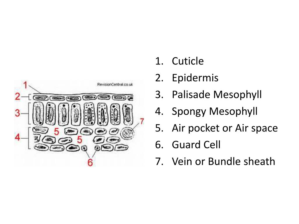 PPT Week 9 PowerPoint Presentation, free download ID1919975