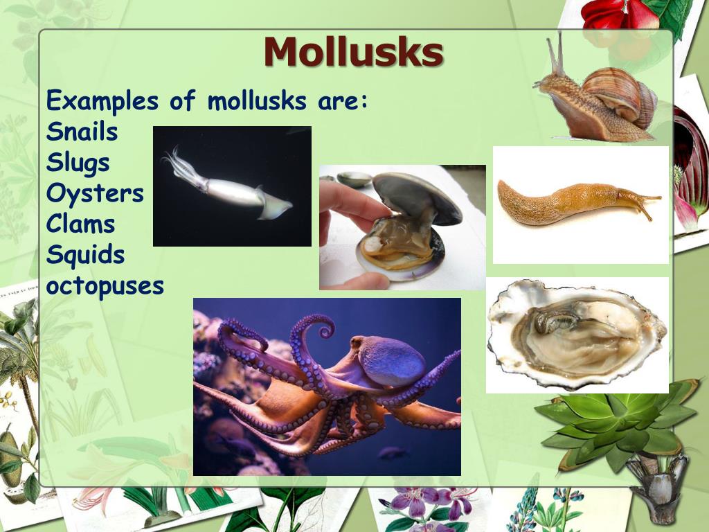 PPT Mollusks and Annelid Worms PowerPoint Presentation, free download