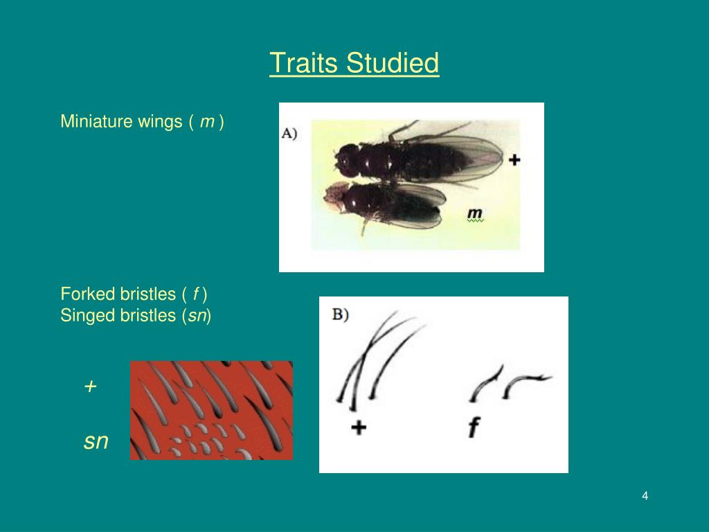 PPT Fly Project Begins PowerPoint Presentation, free download ID