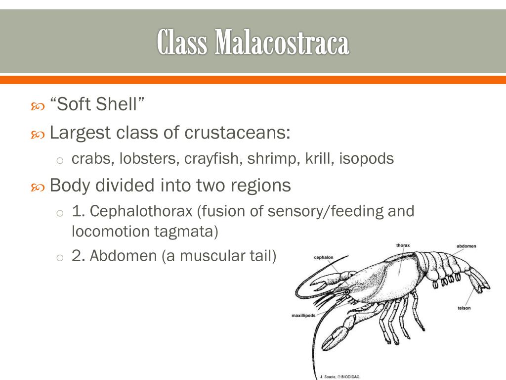 PPT Phylum Arthropoda PowerPoint Presentation, free download ID