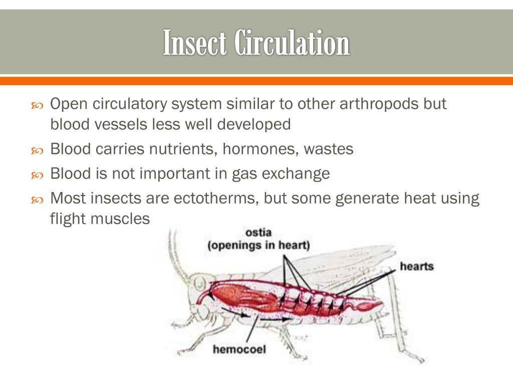 PPT Phylum Arthropoda PowerPoint Presentation, free download ID