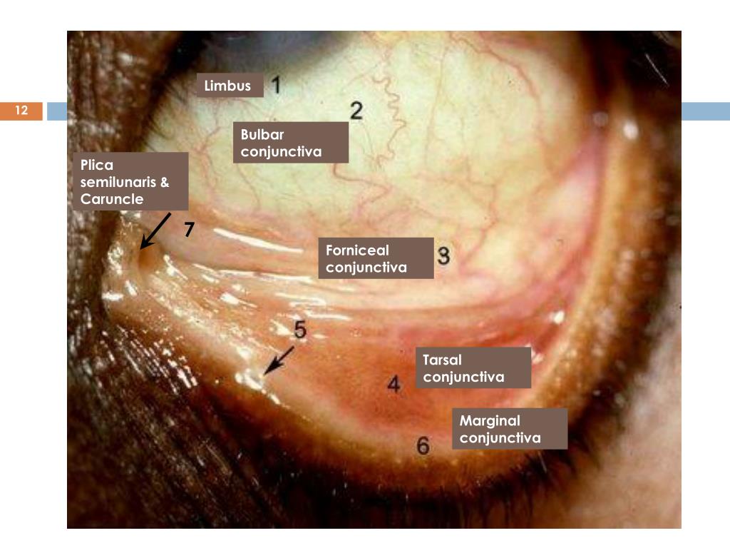 PPT Review of clinical anatomy and physiology of the conjunctiva