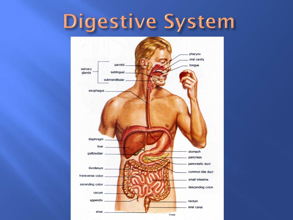 PPT Digestive System PowerPoint Presentation, free download ID1922176