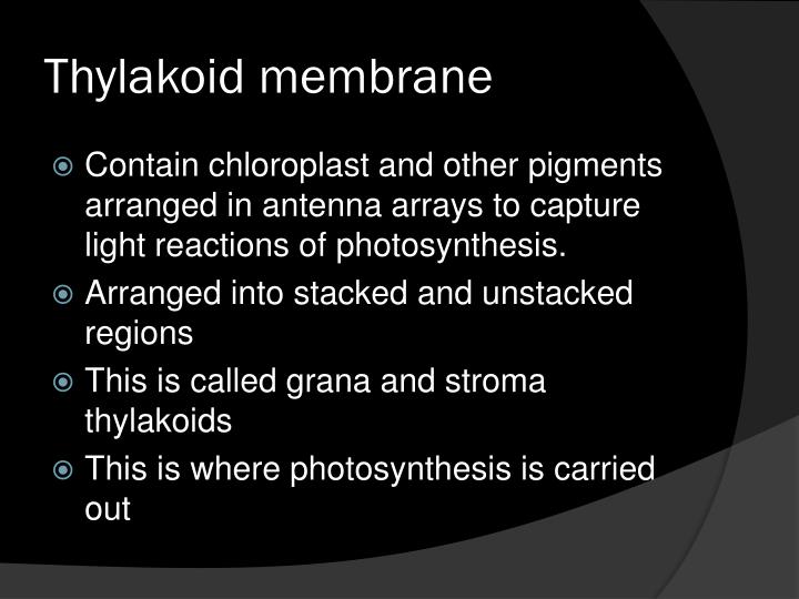 PPT Plastids PowerPoint Presentation ID1922902
