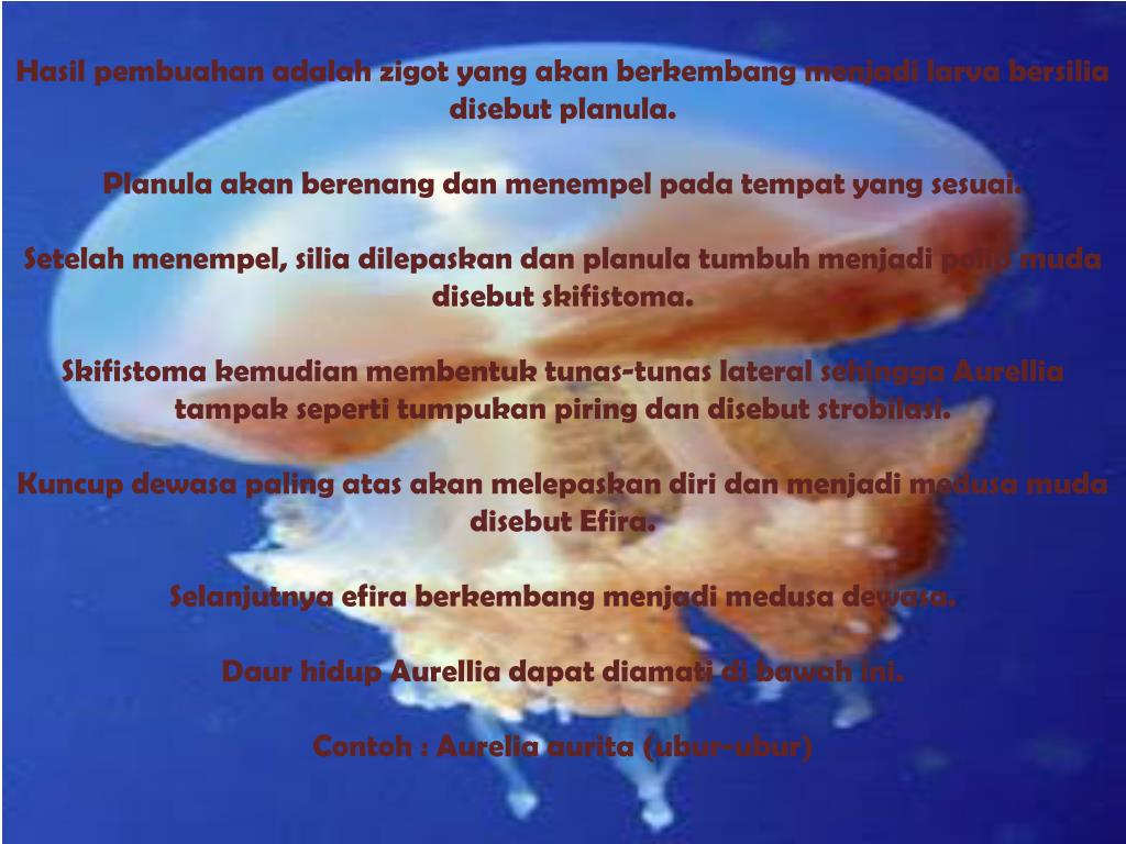 Makhluk Hidup Bersel Banyak Disebut Dengan Siti