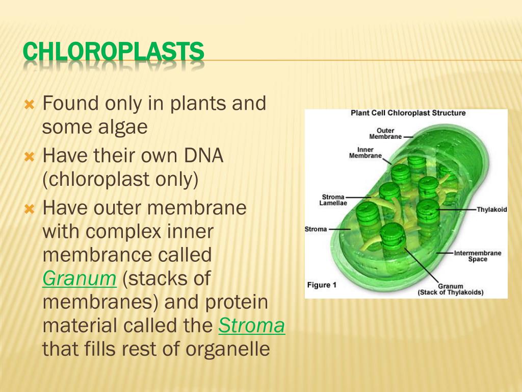 PPT PLANT CELLS PowerPoint Presentation, free download ID1923239
