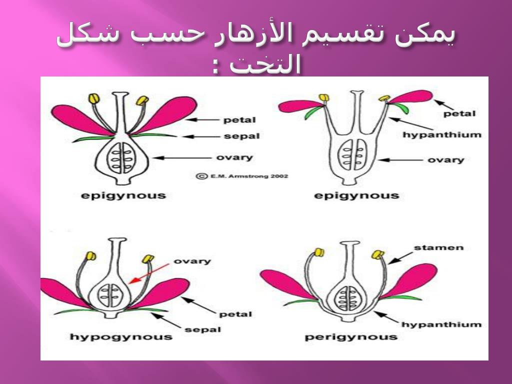 PPT الزهرة Flower PowerPoint Presentation, free download ID1924662