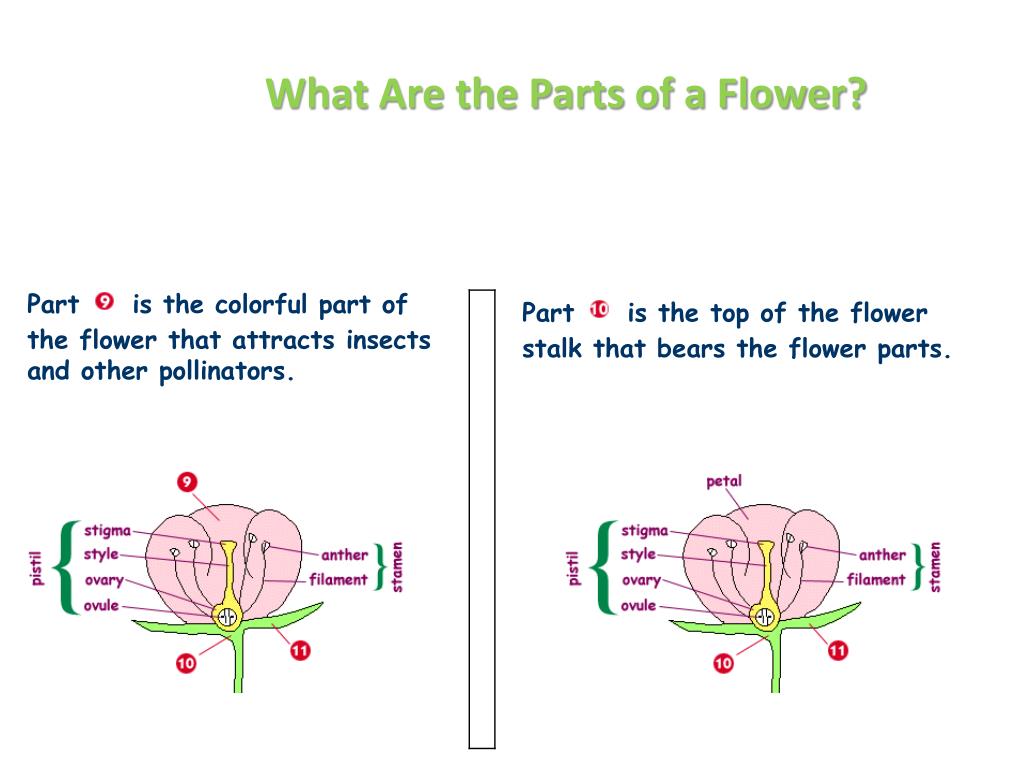 PPT Flower Parts and Their Functions Grade 6 PowerPoint Presentation