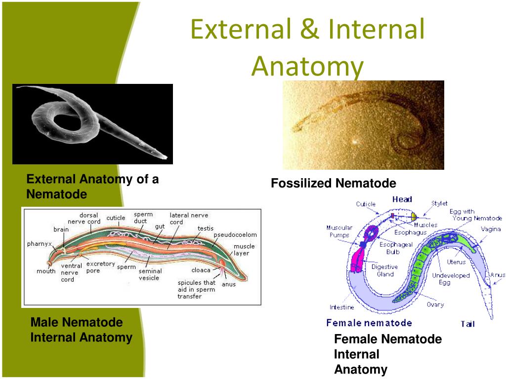PPT Animal Invertebrate Project Nematoda ( roundworms ) PowerPoint