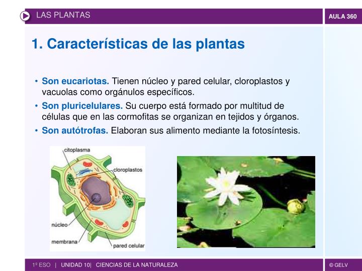 PPT Las plantas PowerPoint Presentation ID1926268