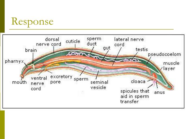 PPT Chapter 15 Phylum Nematoda The Roundworms PowerPoint